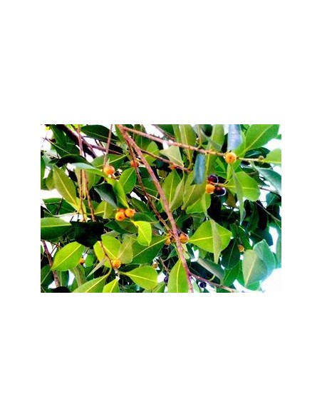 Indian Laurel (Ficus microcarpa)-1 Sapling for Sale in Mexico - Online Nursery