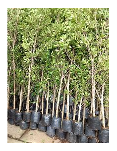 Indian Laurel (Ficus...