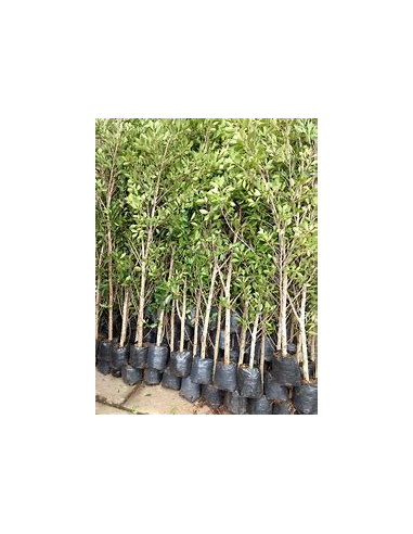 Indian Laurel (Ficus microcarpa)-1 Sapling for Sale in Mexico - Online Nursery