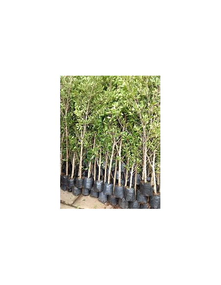 Indian Laurel (Ficus microcarpa)-1 Sapling for Sale in Mexico - Online Nursery