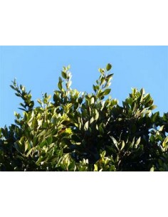 Indian laurel variegata-1...