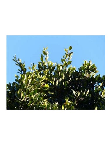 Indian laurel variegata-1 Sapling for Sale in Mexico - Online Nursery