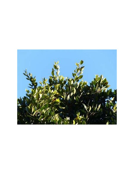 Indian laurel variegata-1 Sapling for Sale in Mexico - Online Nursery