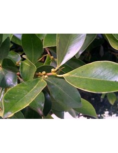 Laurel de la india... 2