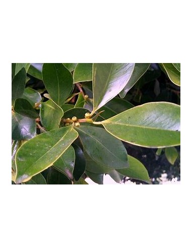 Indian laurel variegata-1 Sapling for Sale in...