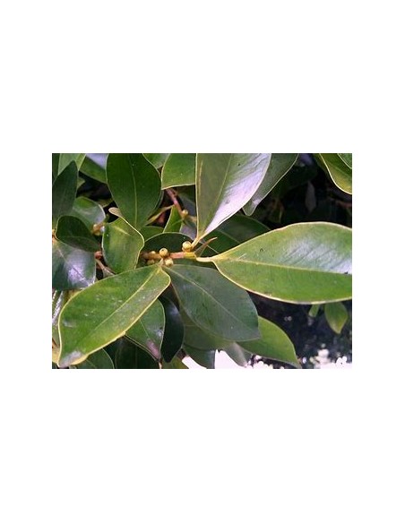 Indian laurel variegata-1 Sapling for Sale in Mexico - Online Nursery