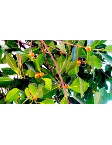 Laurel de la india variegata-1 Arbolito en...