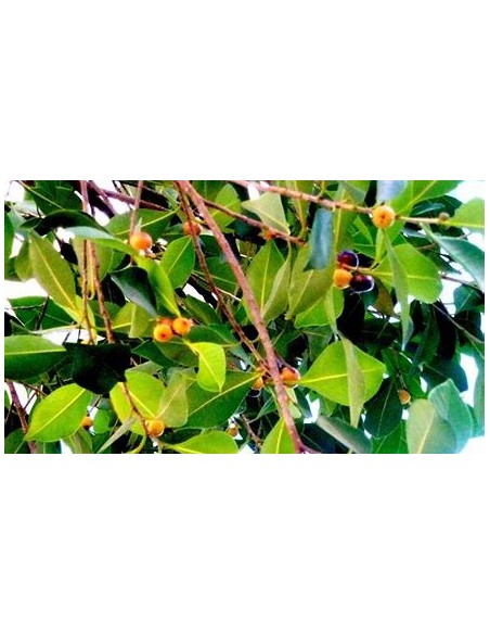 Indian laurel variegata-1 Sapling for Sale in Mexico - Online Nursery