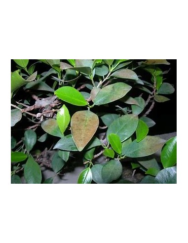 Laurel de la india variegata-1 Arbolito en...