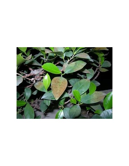 Indian laurel variegata-1 Sapling for Sale in Mexico - Online Nursery