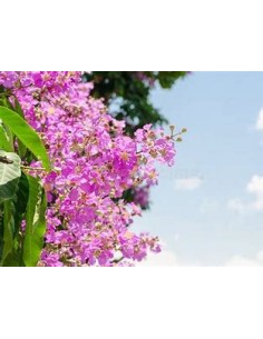 Temple tree or queen tree...