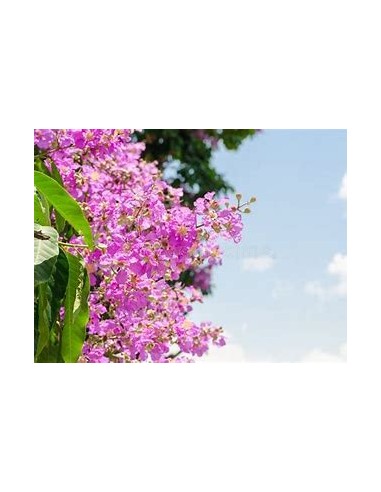 Temple tree or queen tree (lagerstroemia speciosa)-1 Sapling for Sale in Mexico - Online Nursery