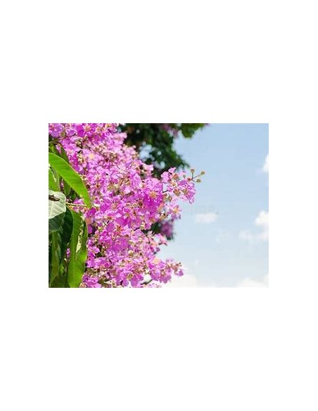 Temple tree or queen tree (lagerstroemia speciosa)-1 Sapling for Sale in Mexico - Online Nursery