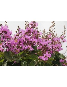 Arbol del templo o arbol de... 2