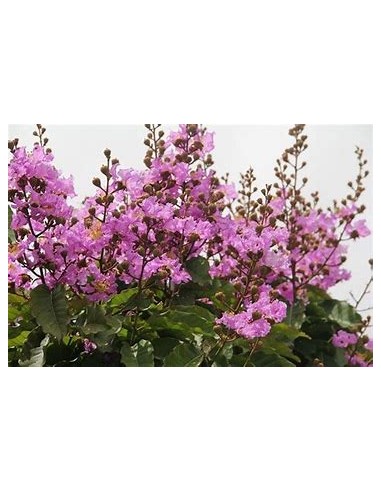 Temple tree or queen tree (lagerstroemia...