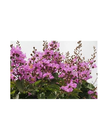 Temple tree or queen tree (lagerstroemia speciosa)-1 Sapling for Sale in Mexico - Online Nursery
