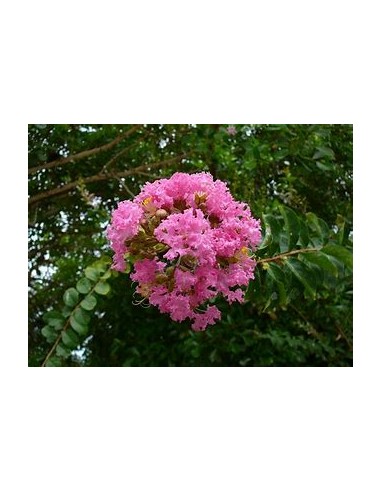 Temple tree or queen tree (lagerstroemia...