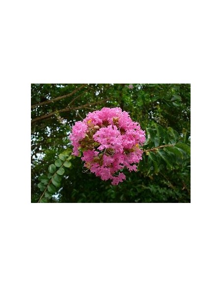 Temple tree or queen tree (lagerstroemia speciosa)-1 Sapling for Sale in Mexico - Online Nursery