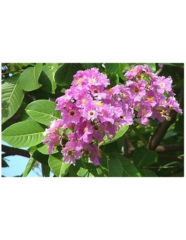 Temple tree or queen tree (lagerstroemia...