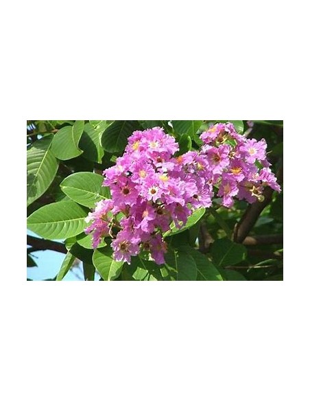 Temple tree or queen tree (lagerstroemia speciosa)-1 Sapling for Sale in Mexico - Online Nursery