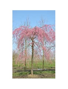 Weeping cherry (Prunus...