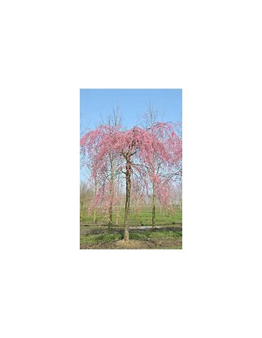 Cerezo lloron (Prunus subhirtella pendula) Rosa-1 Arbolito en Venta en Mexico - Vivero por internet