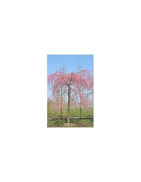 Cerezo lloron (Prunus subhirtella pendula) Rosa-1 Arbolito en Venta en Mexico - Vivero por internet
