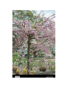 Weeping cherry (Prunus... 2