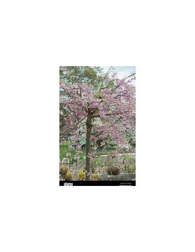 Weeping cherry (Prunus subhirtella pendula)...