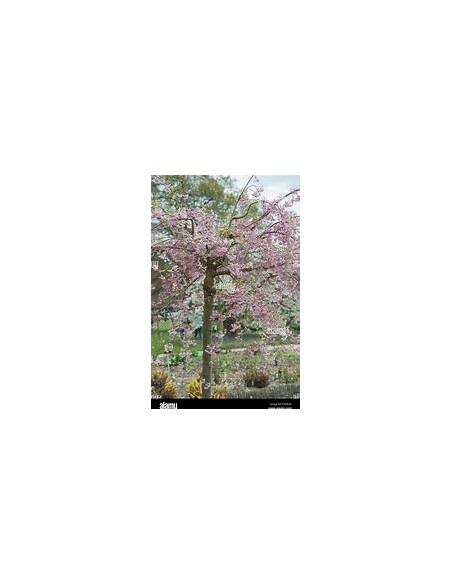 Cerezo lloron (Prunus subhirtella pendula) Rosa-1 Arbolito en Venta en Mexico - Vivero por internet