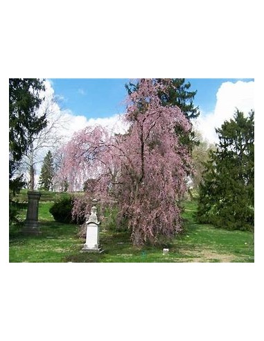 Weeping cherry (Prunus subhirtella pendula)...