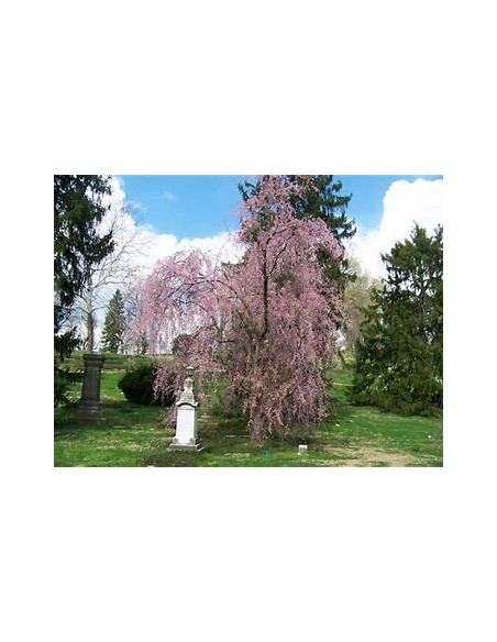 Cerezo lloron (Prunus subhirtella pendula) Rosa-1 Arbolito en Venta en Mexico - Vivero por internet