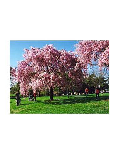 Weeping cherry (Prunus subhirtella pendula)...