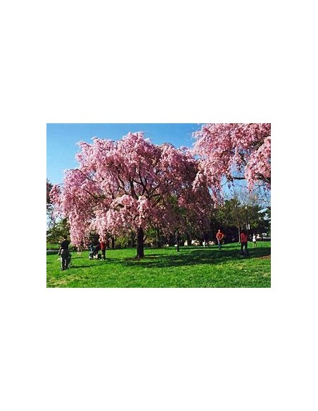 Cerezo lloron (Prunus subhirtella pendula) Rosa-1 Arbolito en Venta en Mexico - Vivero por internet