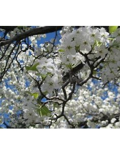 White weeping cherry...