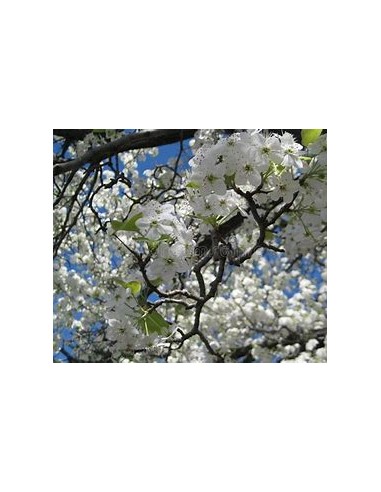 White weeping cherry yoshino (Prunus × yedoensis)-1 Sapling for Sale in Mexico - Online Nursery