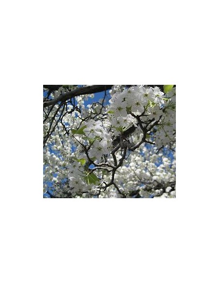 White weeping cherry yoshino (Prunus × yedoensis)-1 Sapling for Sale in Mexico - Online Nursery
