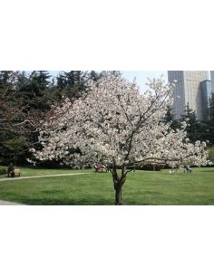 White weeping cherry... 2