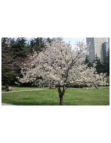 White weeping cherry yoshino (Prunus ×...