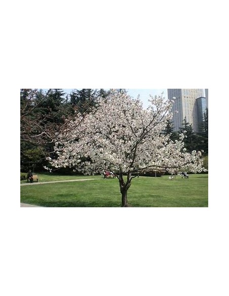White weeping cherry yoshino (Prunus × yedoensis)-1 Sapling for Sale in Mexico - Online Nursery