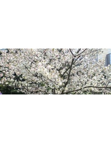 White weeping cherry yoshino (Prunus ×...