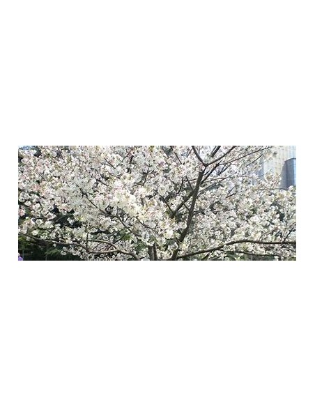 White weeping cherry yoshino (Prunus × yedoensis)-1 Sapling for Sale in Mexico - Online Nursery