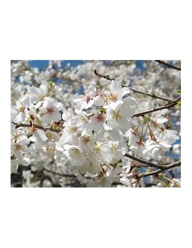 White weeping cherry yoshino (Prunus ×...