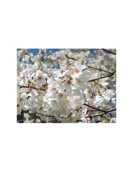 White weeping cherry yoshino (Prunus × yedoensis)-1 Sapling for Sale in Mexico - Online Nursery