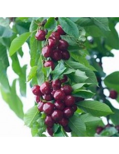 Forest cherry /Colt Cherry...