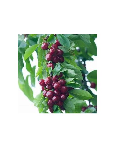 Forest cherry /Colt Cherry tree (Prunus avium L)-1 Sapling for Sale in Mexico - Online Nursery