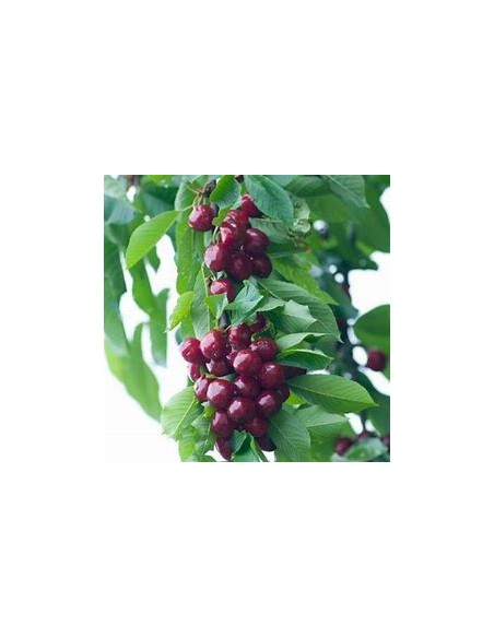 Cerezo forestal /Colt Cherry tree  (Prunus avium L)-1 Arbolito en Venta en Mexico - Vivero por internet