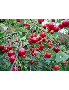 Forest cherry /Colt Cherry... 2