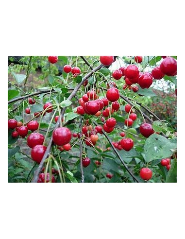 Cerezo forestal /Colt Cherry tree  (Prunus...