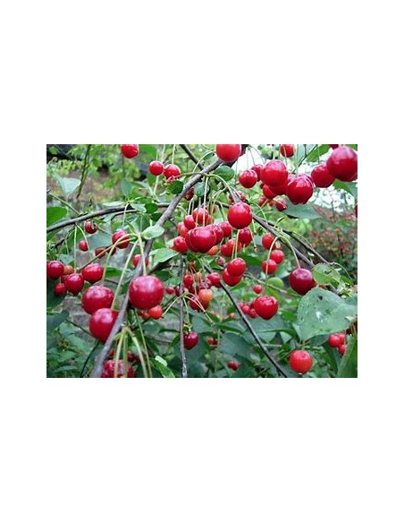 Cerezo forestal /Colt Cherry tree  (Prunus avium L)-1 Arbolito en Venta en Mexico - Vivero por internet